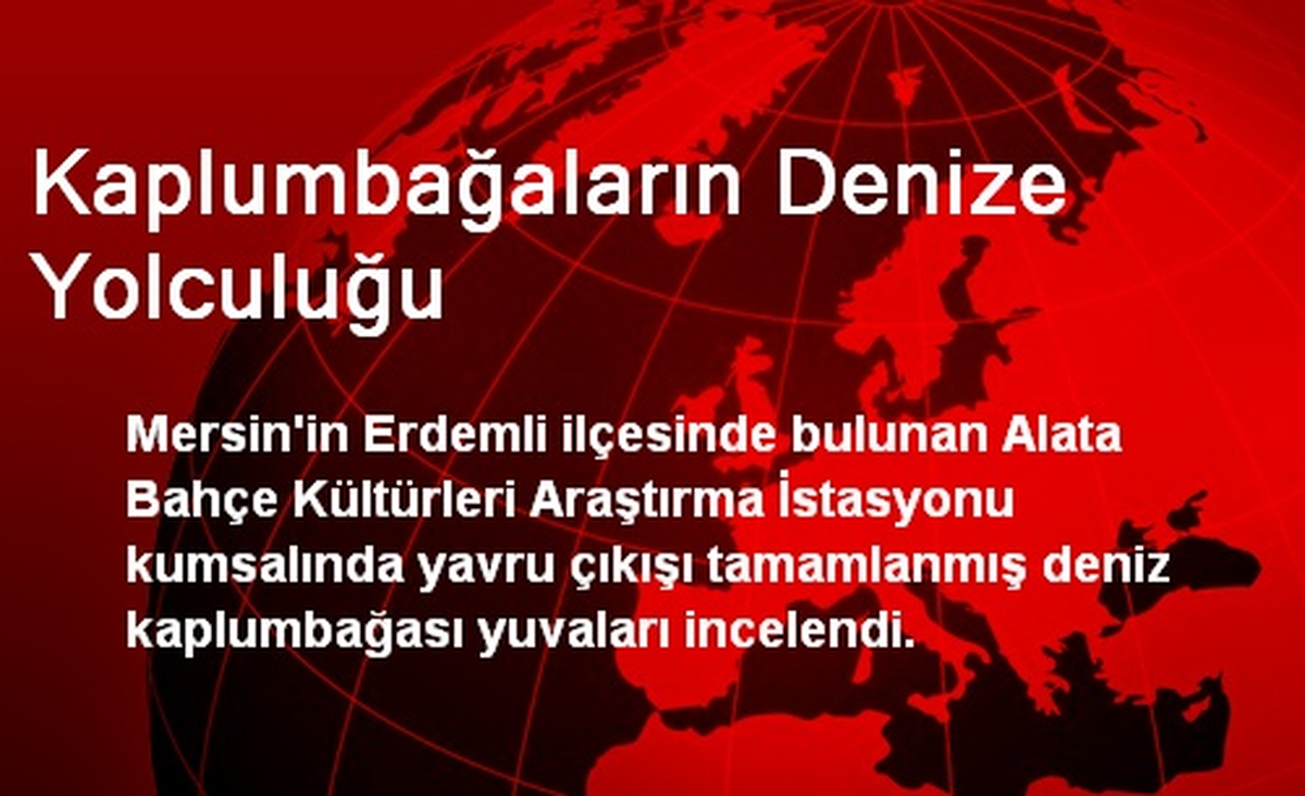 Kaplumbağaların Denize Yolculuğu