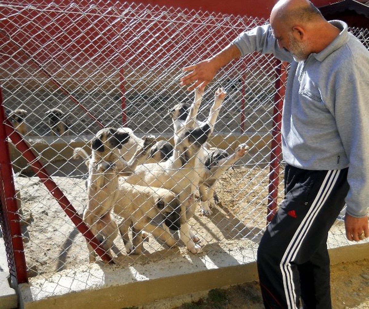 Keçileri Korumak İsterken Köpek Yuvası Kurdu