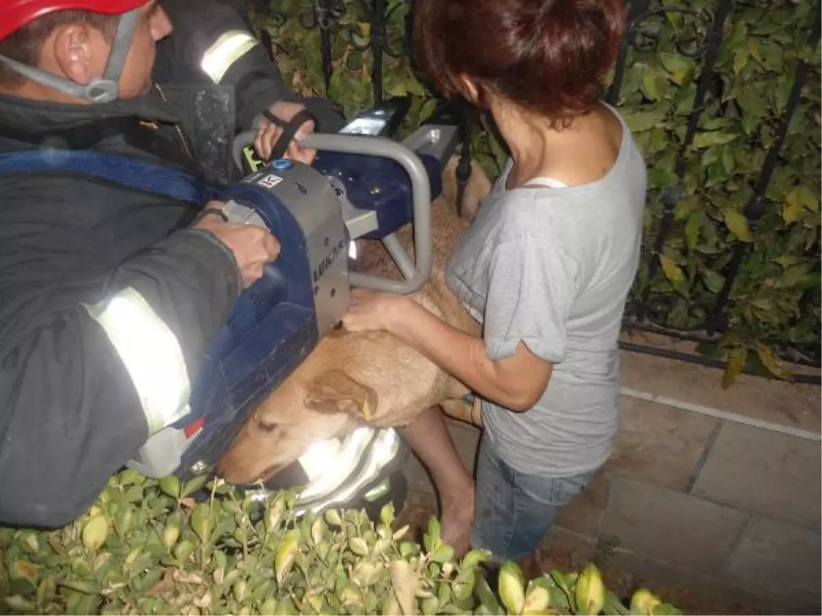 Köpek, Kedi Kovalarken Bahçe Korkuluğuna Sıkıştı