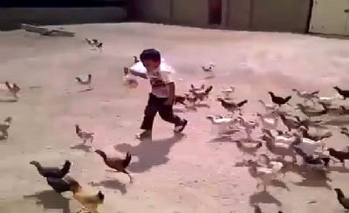 Küçük Çocuk Elindeki Yemle Tavuklar Arasında Kalınca Çığlıklar Attı