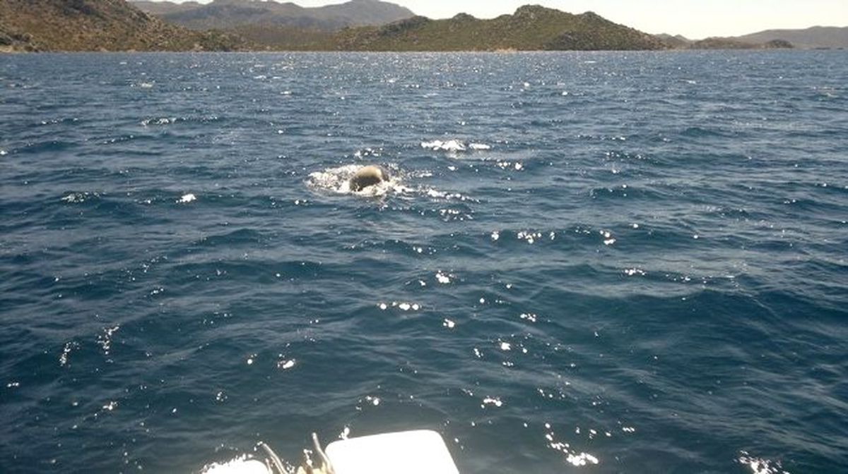 Marmaris\'te İkinci Badem Heyecanı