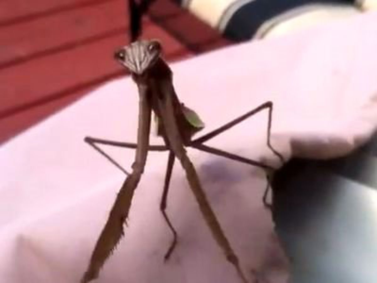 Peygamber Devesi Böceğinin Saldırı Anı Kamerada