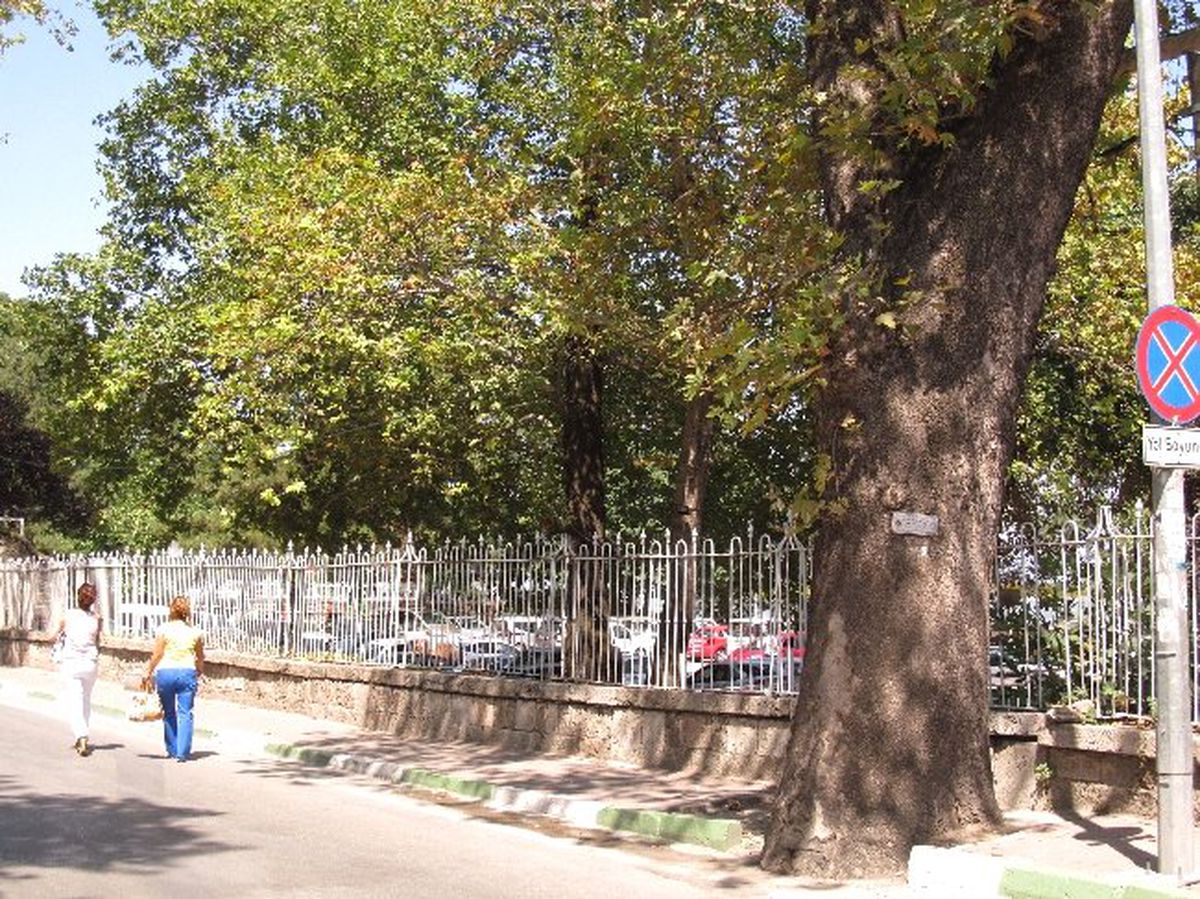 Tarihi Ağaçlara Hayat Hakkı Yok
