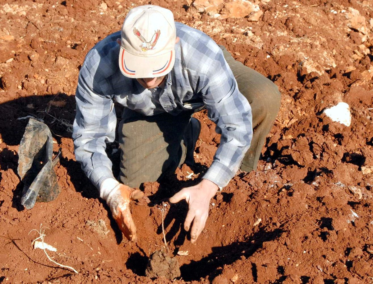 Tarım İl Müdüründen Fıstık Üreticilerine Uyarı