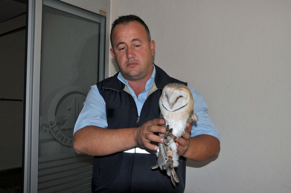 Yaralı Baykuş Tedavi Edildi