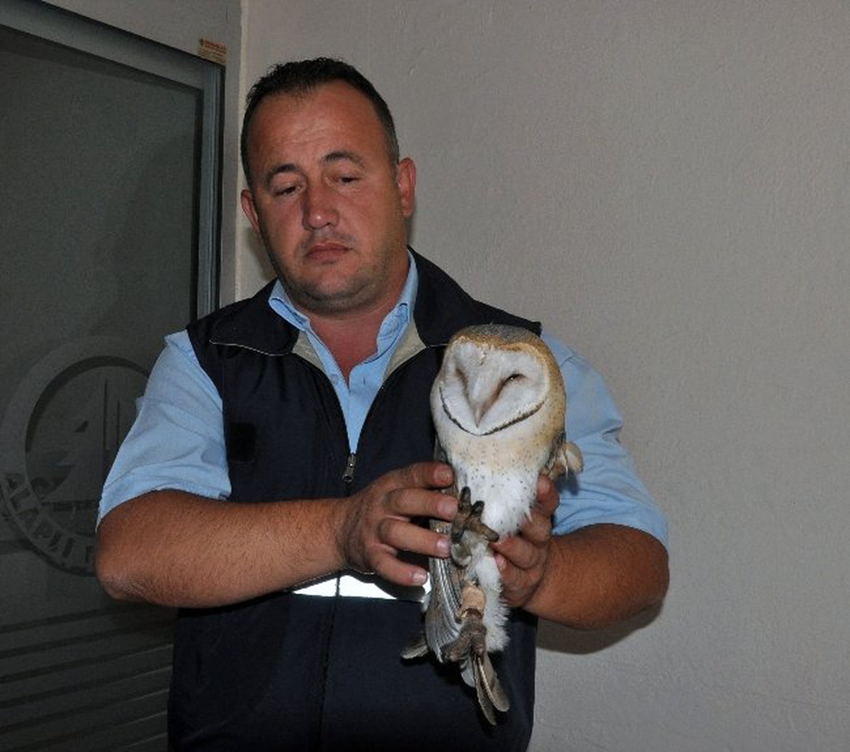 Yaralı Baykuşu Belediye Sahiplendi