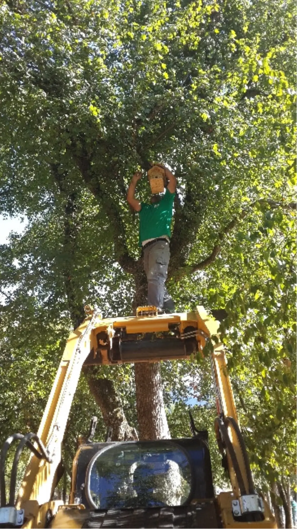 Kızılcıklık Mahallesine Doğal Yaşam Alanı Kuruldu