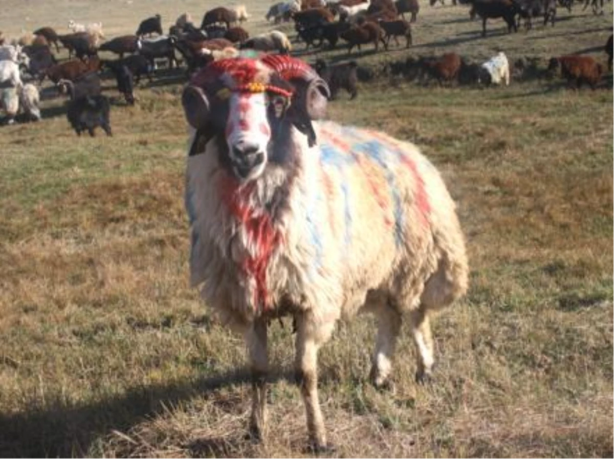 Mor Koyun Türküsü Eşliğinde "Koç Katımı" Töreni