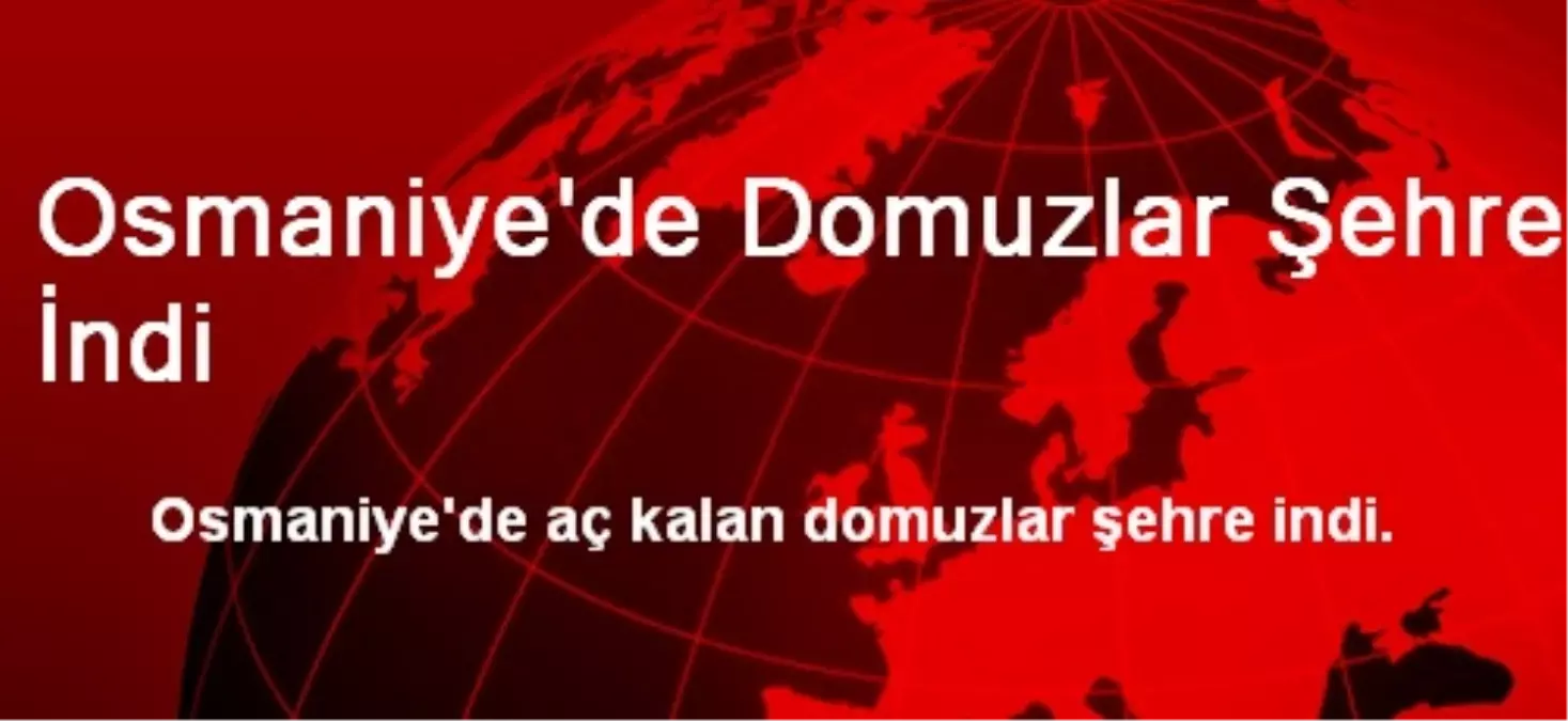 Osmaniye\'de Domuzlar Şehre İndi