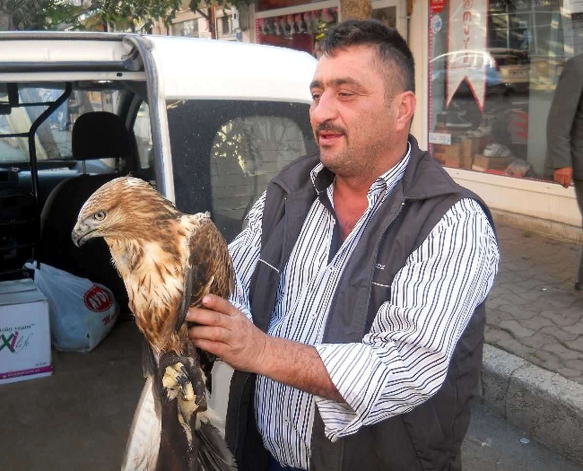 Yaralı Şahin, Tedavisinden Sonra Doğaya Bırakıldı