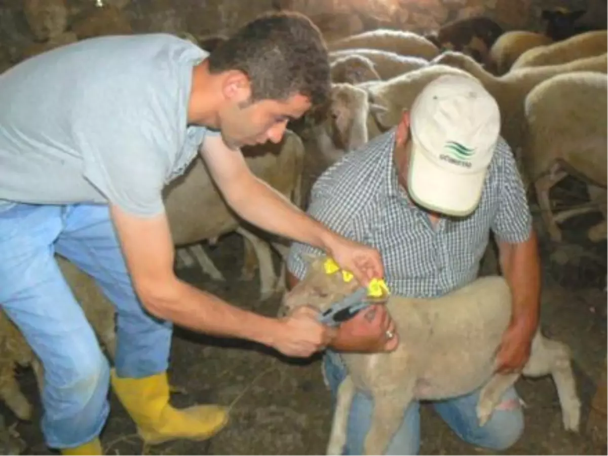 Gölpazarı Gıda, Tarım ve Hayvancılık Müdürlüğünden Denetim