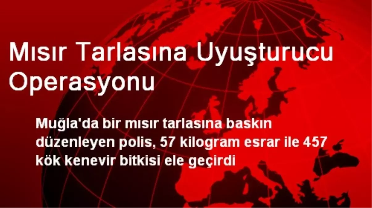 Mısır Tarlasına Uyuşturucu Operasyonu