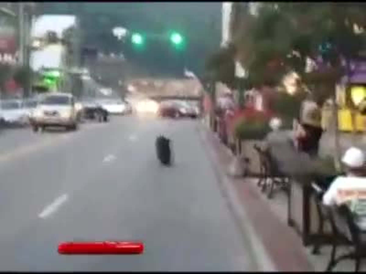 Amerika Birleşik Devletleri\'nde Bir Ayı Şehre İndi