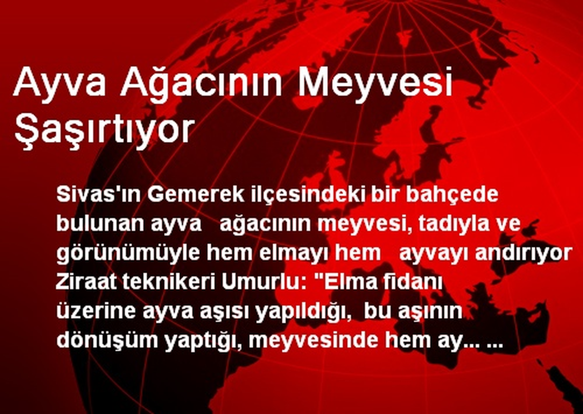 Ayva Ağacının Meyvesi Şaşırtıyor