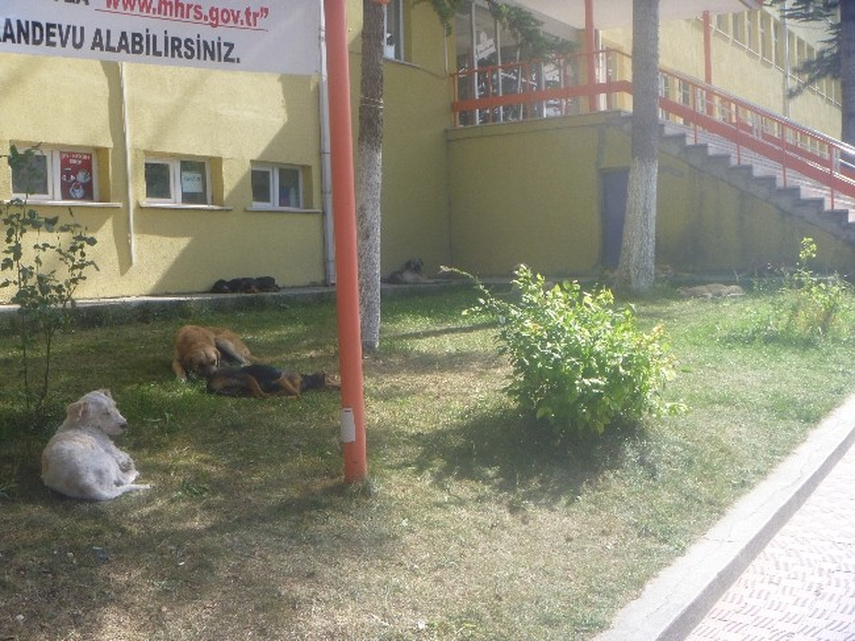 Bilecik\'te Başıboş Köpekler Tehlike Saçıyor