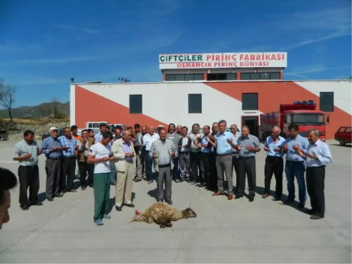 Çorum\'da Çiftçiler Pirinç Fabrikası Sezonu Açtı