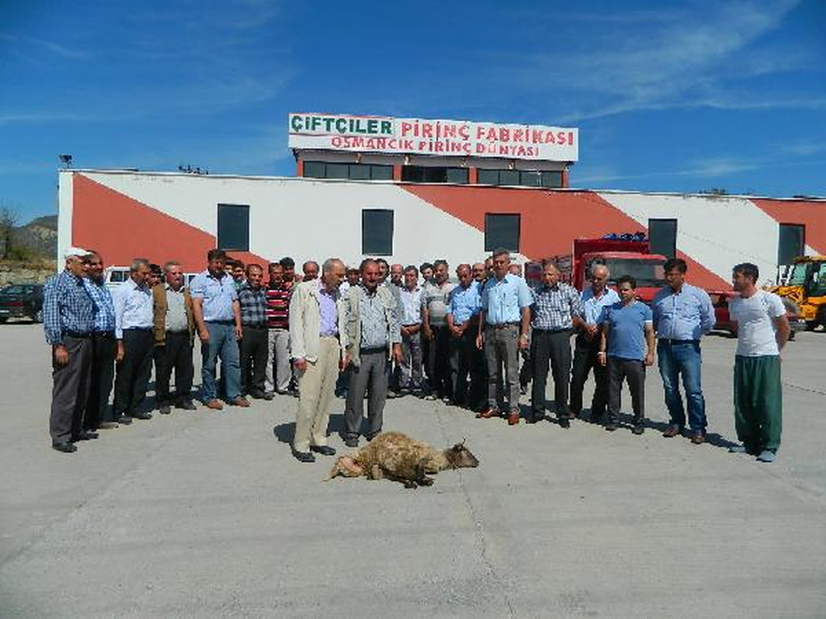 Çorum\'da Pirinç Sezonu Açıldı