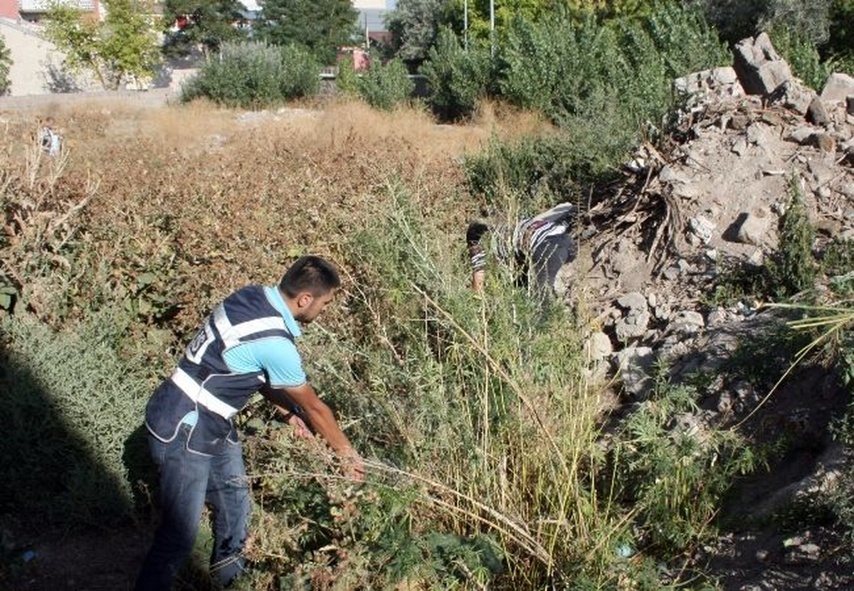 Kars\'ta 830 Kök Hint Keneviri Ele Geçirildi