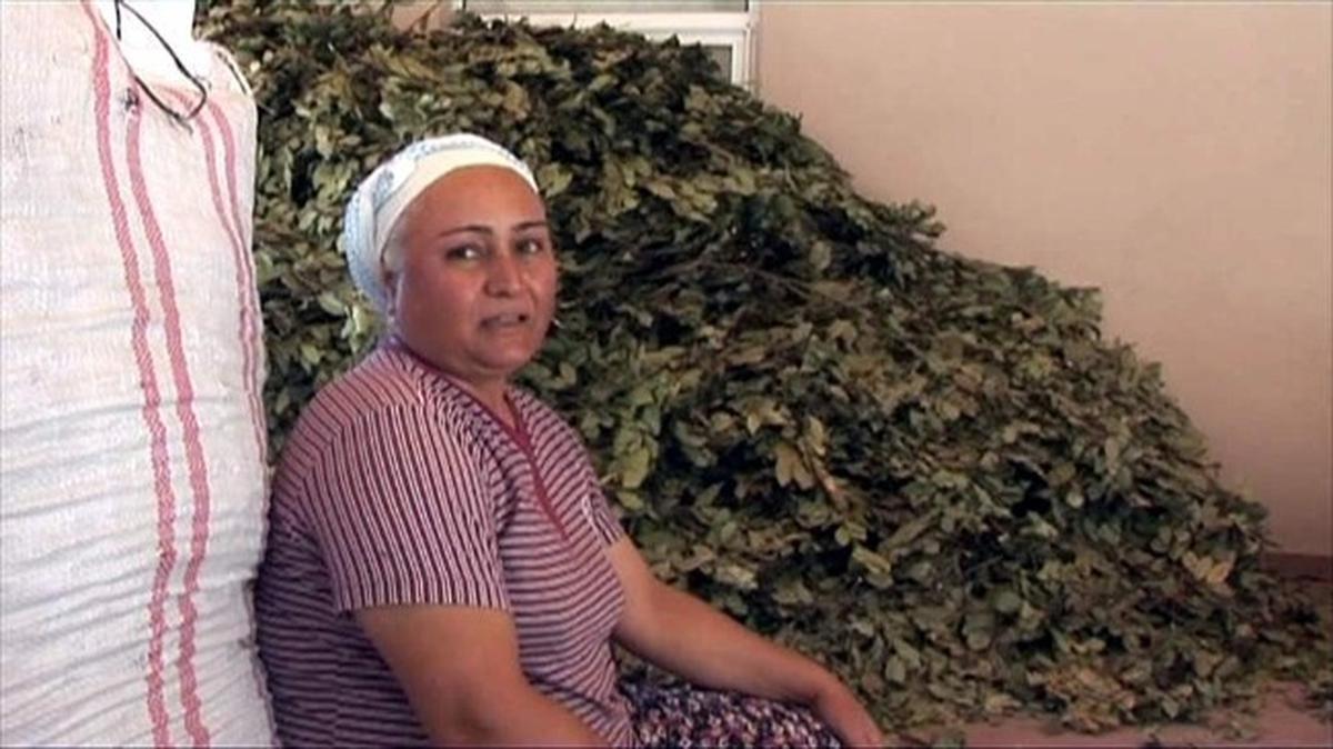 Muğla\'da Orman Köylüsü Geçimini Defne Yaprağından Sağlıyor