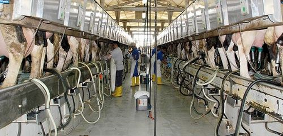 Toplanan Süt Miktarı Azaldı