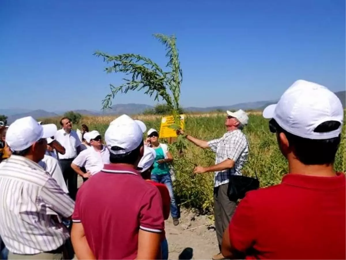 Dalaman\'da Susam Çeşitleri Tarlada Tanıtıldı