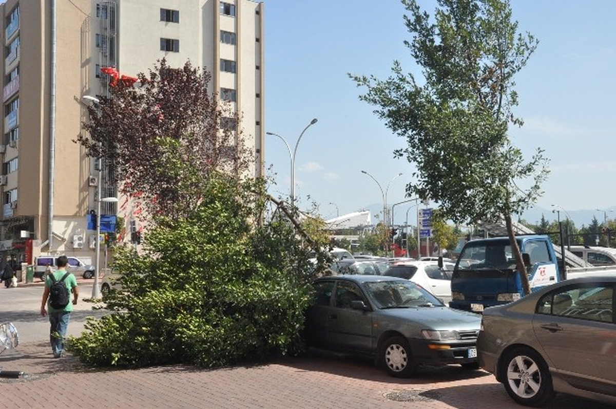 İzmit\'te Ağaç Devrildi