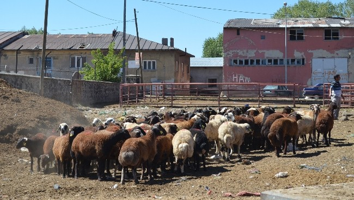 Kurbanlıklar Pazara İndi