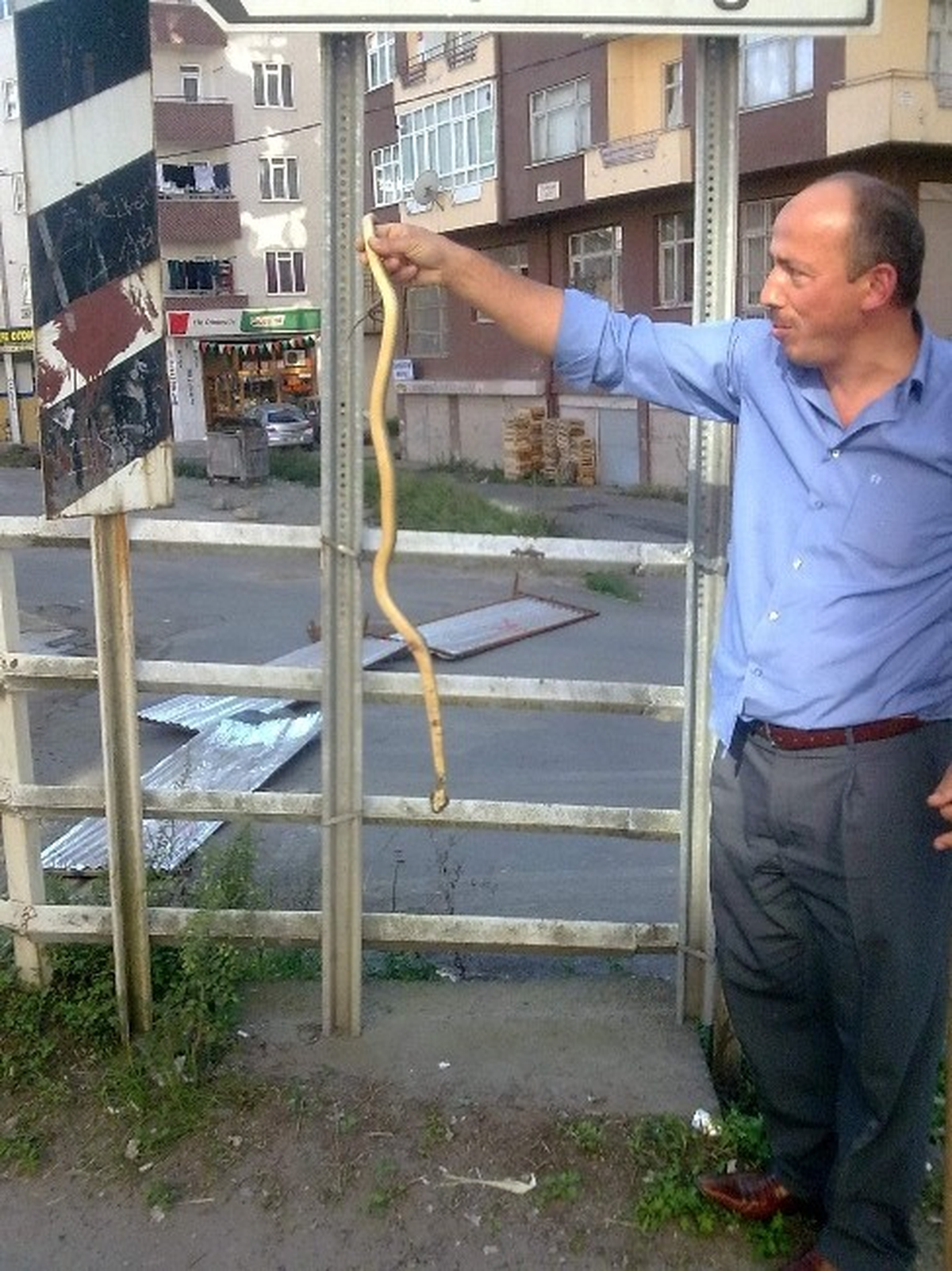 Rize\'de Şehir Merkezinde Yılan Paniği