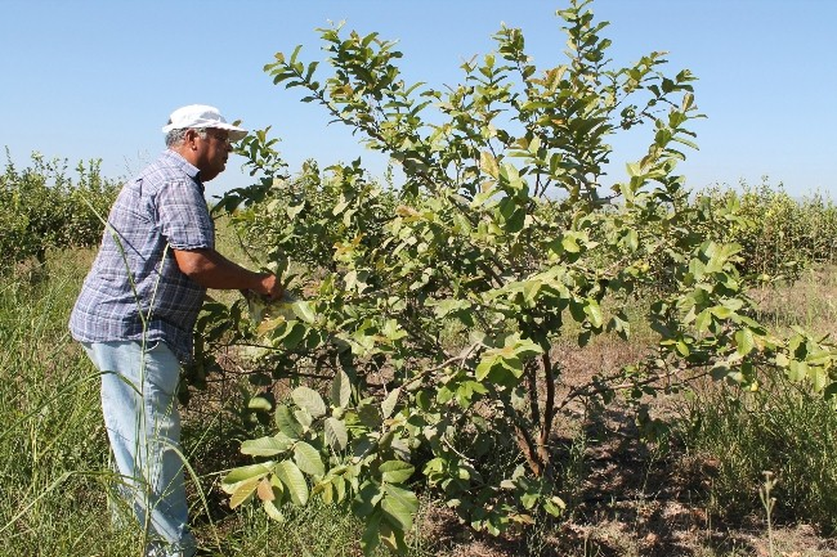 Silifke\'de, Anavatanı Güney Amerika ve Meksika Olan Guava Meyvesi Üretildi