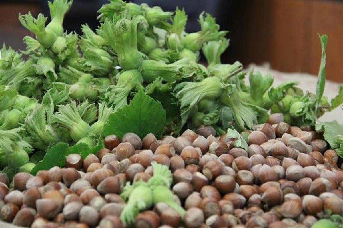 Trabzon\'da Fındıkta Verim ve Kaliteyi Arttırma Projesi