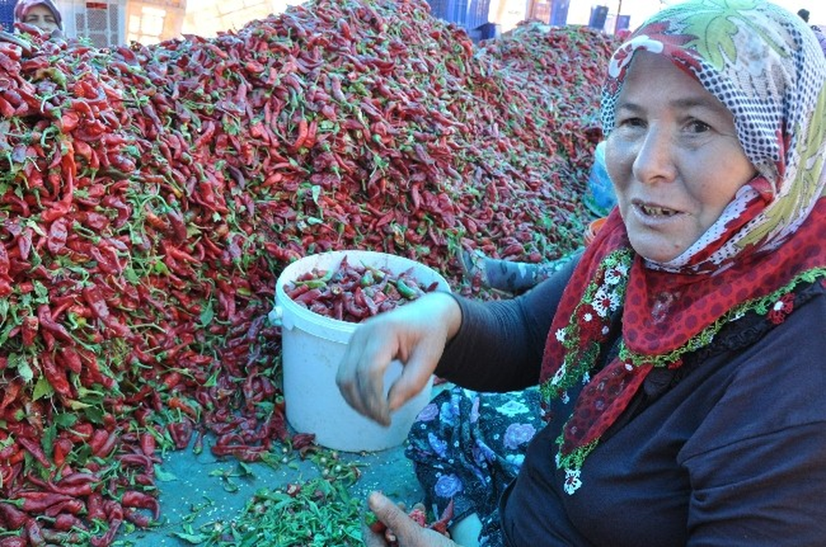 Acının İşçileri Kadınlardan Ev Ekonomisine Katkı