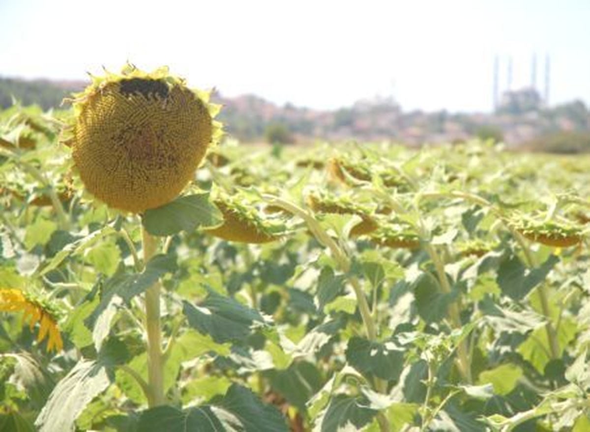 Trakya Birlik, Ayçiçeği Avans Alım Fiyatlarını Açıkladı