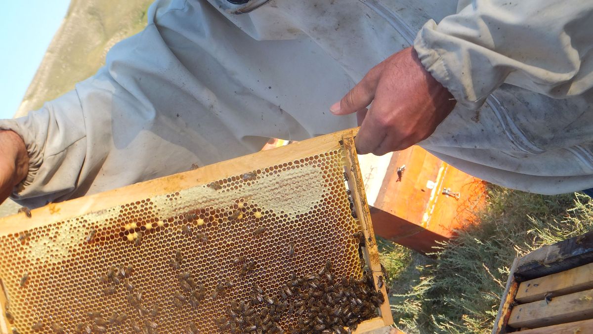 Bal Üreticileri Sezondan Memnun