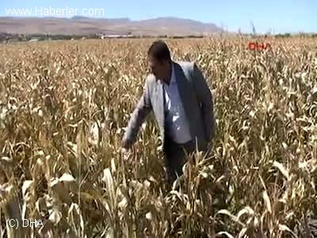 Erken Yağan Kar Mısır Tarlalarını Vurdu