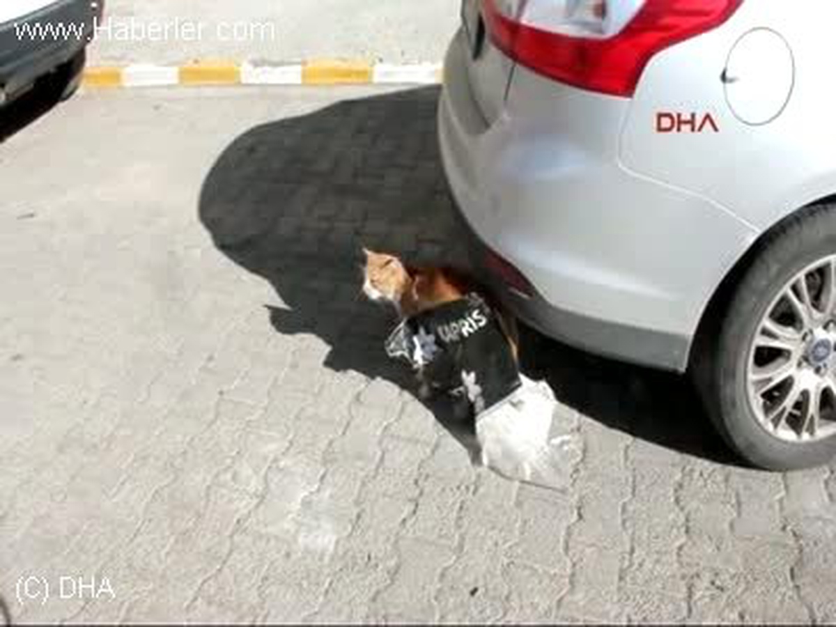 Fare İçin Hazırlanan Tuzağa Kedi Düştü