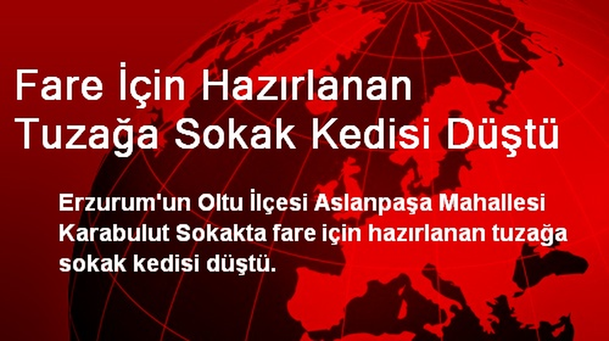 Fare İçin Hazırlanan Tuzağa Sokak Kedisi Düştü