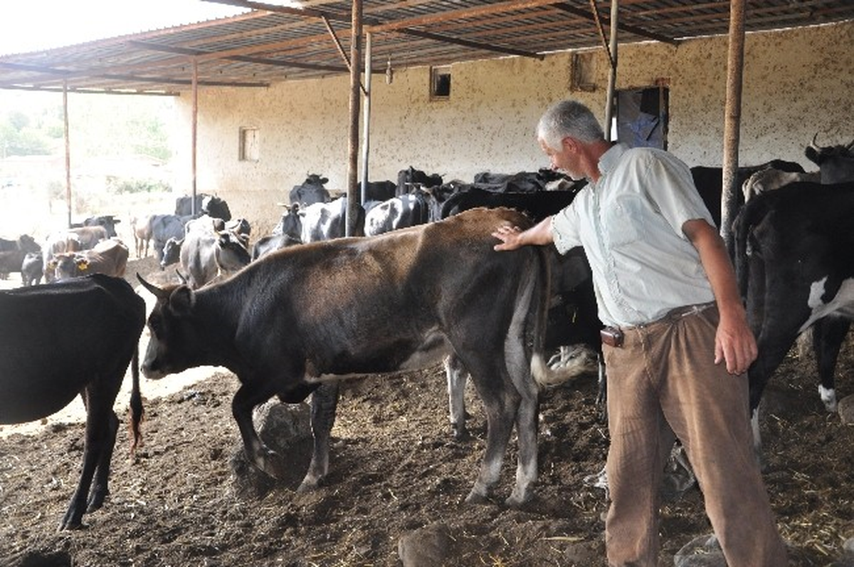 Bu Yıl Kurbanlık İthal Edilmeyecek