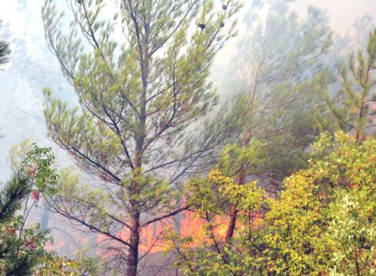 Kahramanmaraş\'ta Orman Yangını