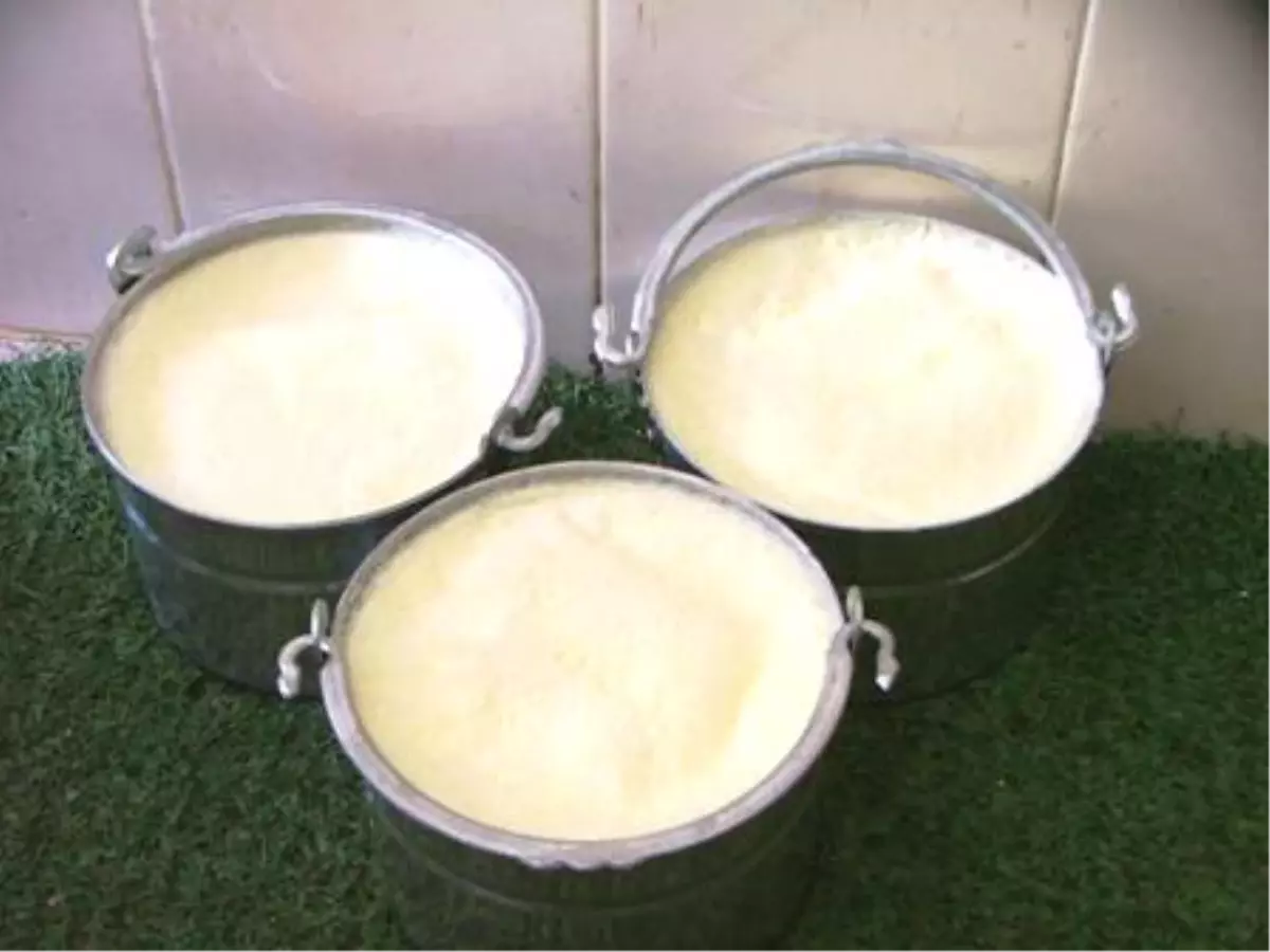 'Kandıra Yoğurdu' Adını Yeniden Duyuracak