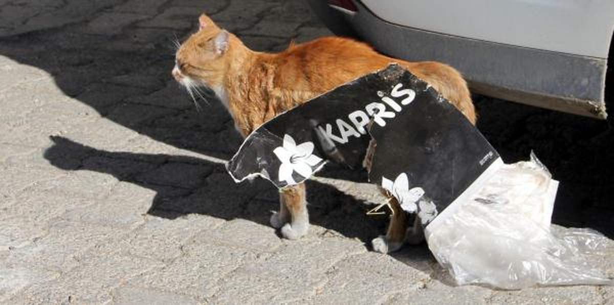 Kedi, Fare İçin Hazırlanan Tuzağa Düştü