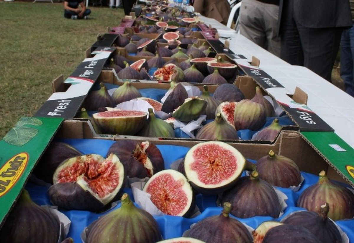 Kraliçe İnciri İçin Festival Düzenlendi