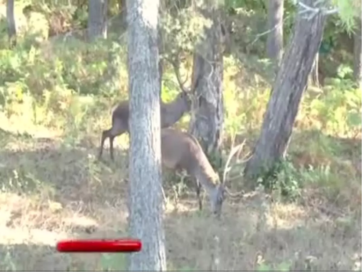 Kunduz Dağı, Kızıl Geyik Diyarı Görenleri Şaşırtıyor