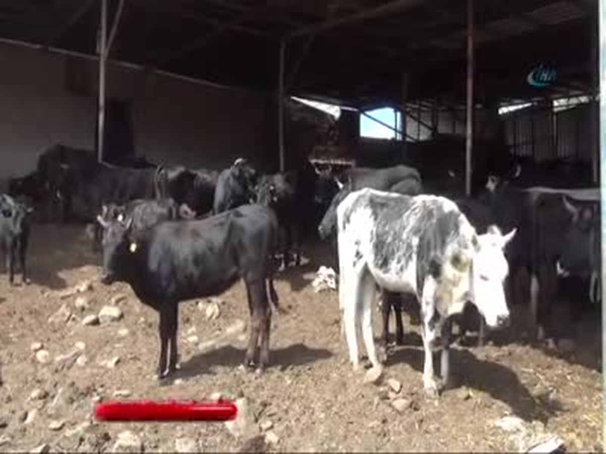 Kurbanlık Satıcıları Bu Yıldan Ümitli