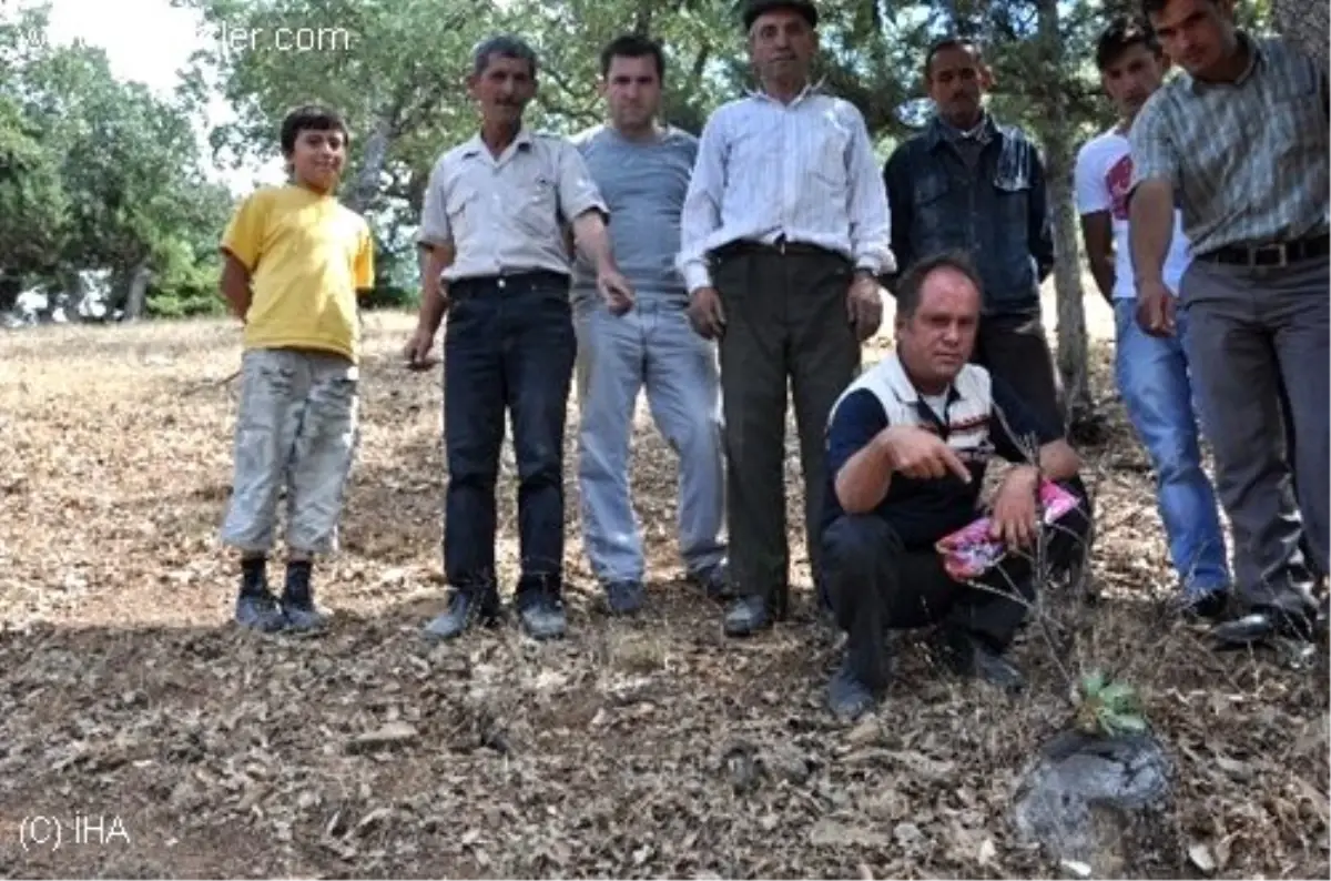 Ormanı Korumak İsteyen Eldeniz Köylüleri Gelen Cezaya Şaşırdı