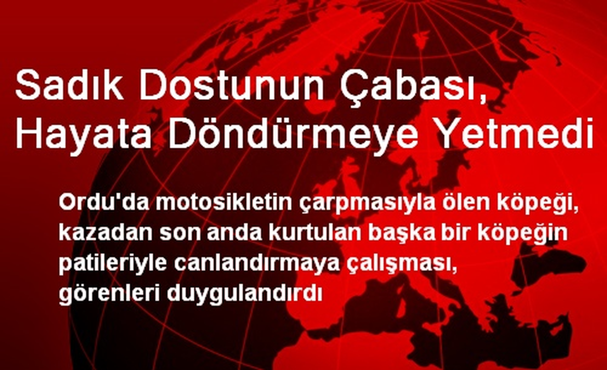 Sadık Dostunun Çabası, Hayata Döndürmeye Yetmedi