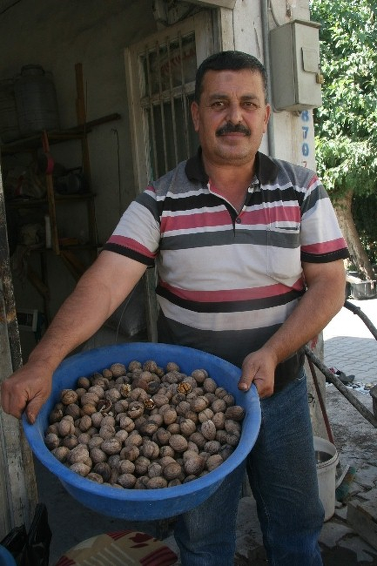 Yeni Mahsul Ceviz Piyasaya Çıktı