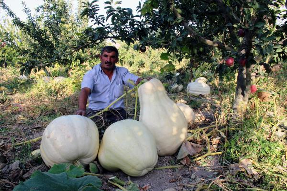 75 Kiloluk Balkabağı Üretti