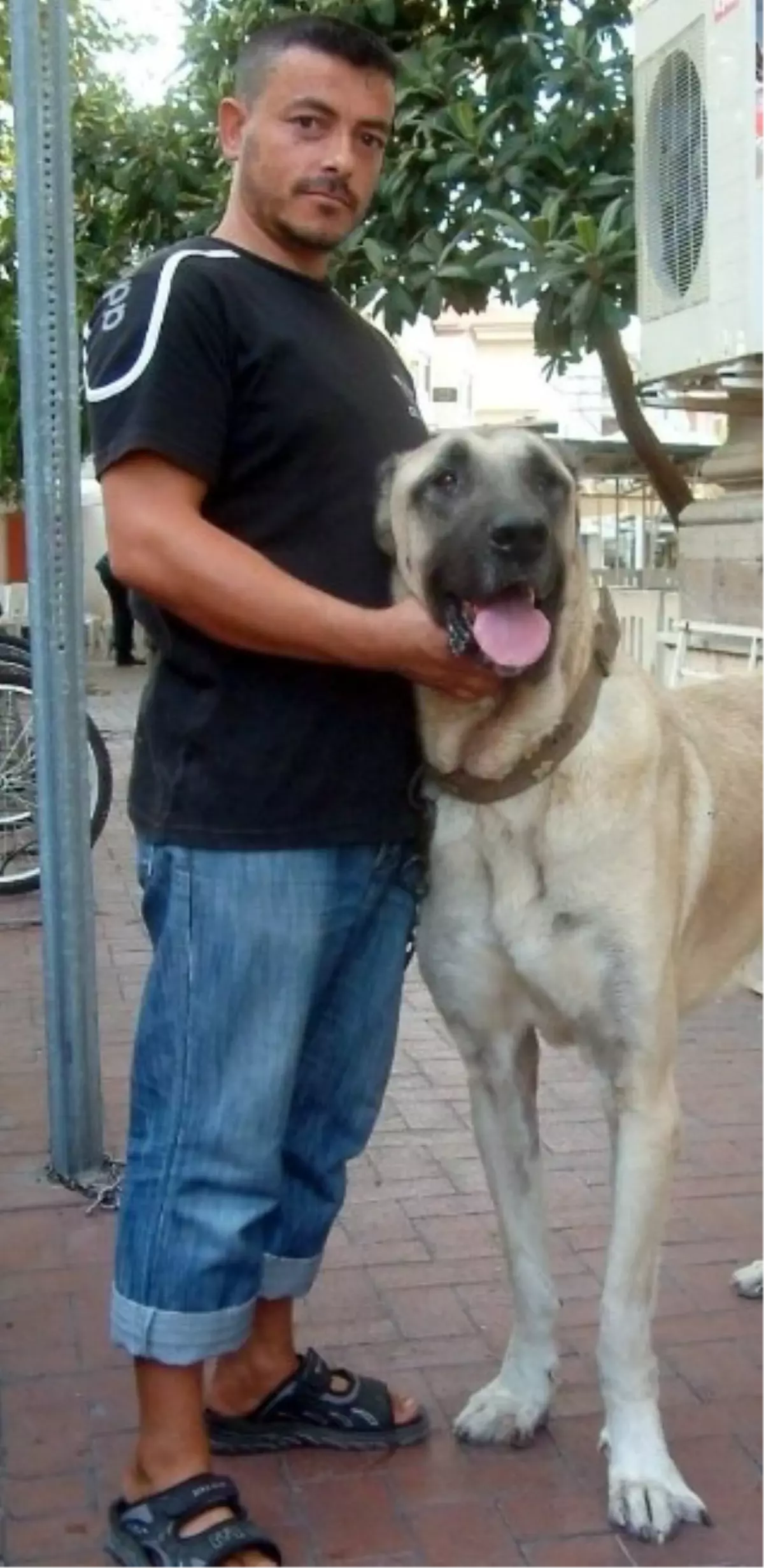 90 Kiloluk Kangal İlgi Çekiyor