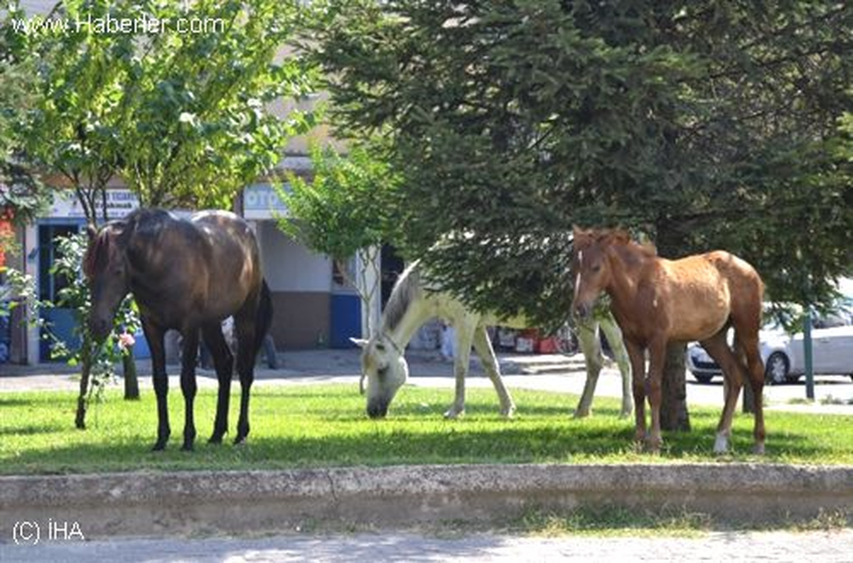 Başı Boş Atlar Tehlike Oluşturuyor