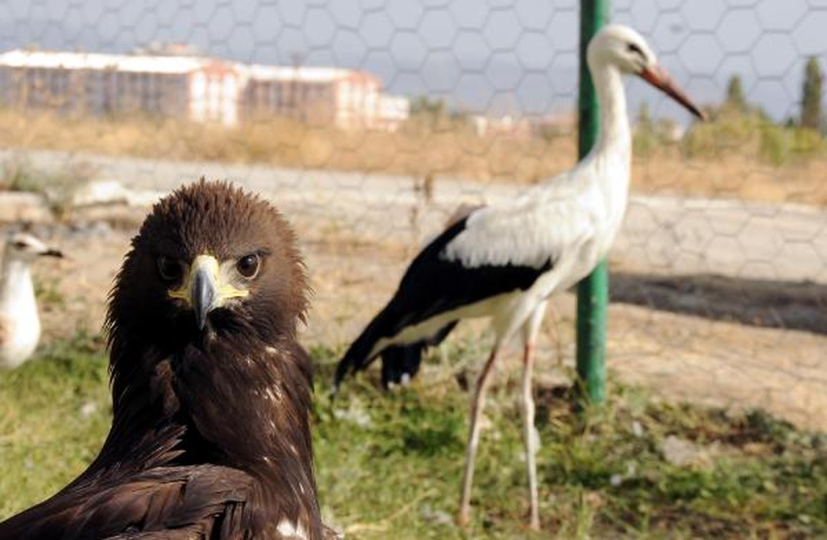 Doğada Düşman, Rehabilitasyon Merkezinde Dost